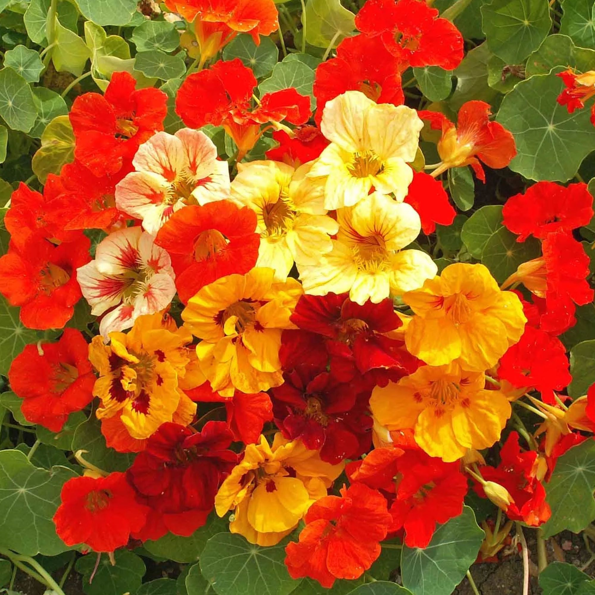 Organic Nasturtium - Jewel Mix - 4 Oz ~792 Seeds - Tropaeolum majus - Non-GMO, Heirloom, Farm & Gardening Seeds Online - Best Se